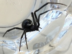 Latrodectus