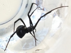Latrodectus