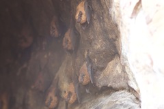 Emballonuridae