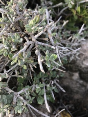 Teucrium fruticans