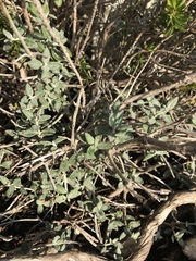Teucrium fruticans