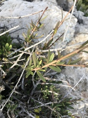 Periploca laevigata angustifolia