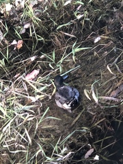 Anas platyrhynchos × acuta