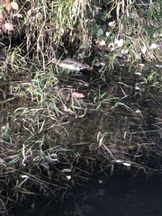 Anas platyrhynchos × acuta