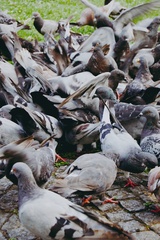 Columba livia domestica