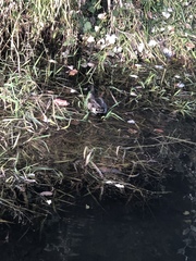 Anas platyrhynchos × acuta