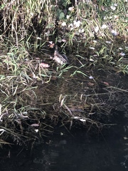 Anas platyrhynchos × acuta