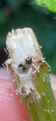 Insidious flower bug photo 4