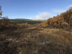 Sphagnum subsecundum