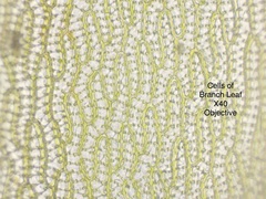 Sphagnum subsecundum