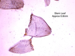 Sphagnum subsecundum