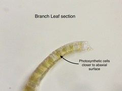 Sphagnum subsecundum