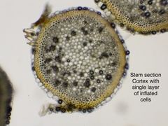 Sphagnum subsecundum