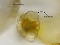 Sphagnum subsecundum
