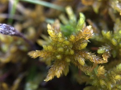 Sphagnum subsecundum