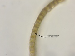 Sphagnum subsecundum