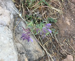 Hedeoma hyssopifolia