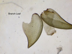 Sphagnum subsecundum