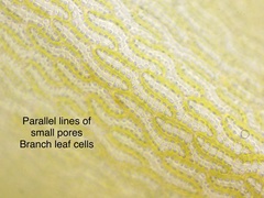 Sphagnum subsecundum