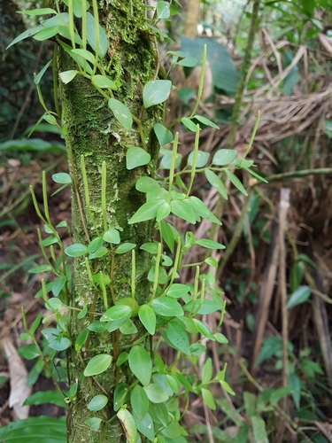 Peperomia corcovadensis (Peperomia corcovadensis)