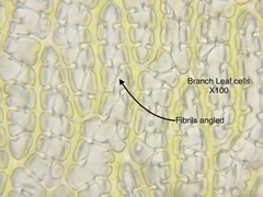 Sphagnum subsecundum