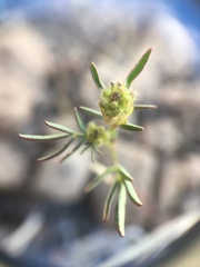 Dalea candida