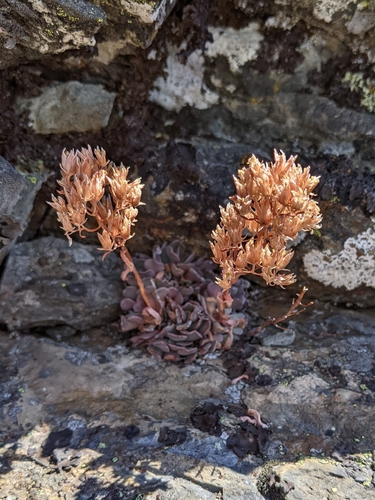 canyon creek stonecrop (Sedum paradisum)