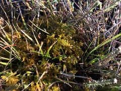 Sphagnum subsecundum