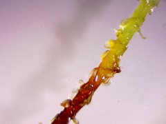 Sphagnum subsecundum