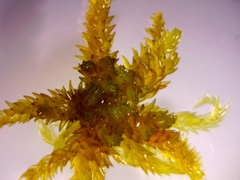 Sphagnum subsecundum