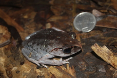 Leptobrachium hasseltii