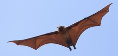 Pteropus rufus