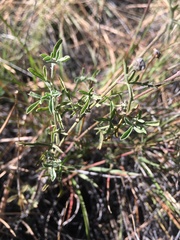 Sphaeralcea digitata