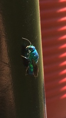 Chrysis angolensis