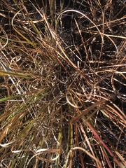 Aristida arizonica