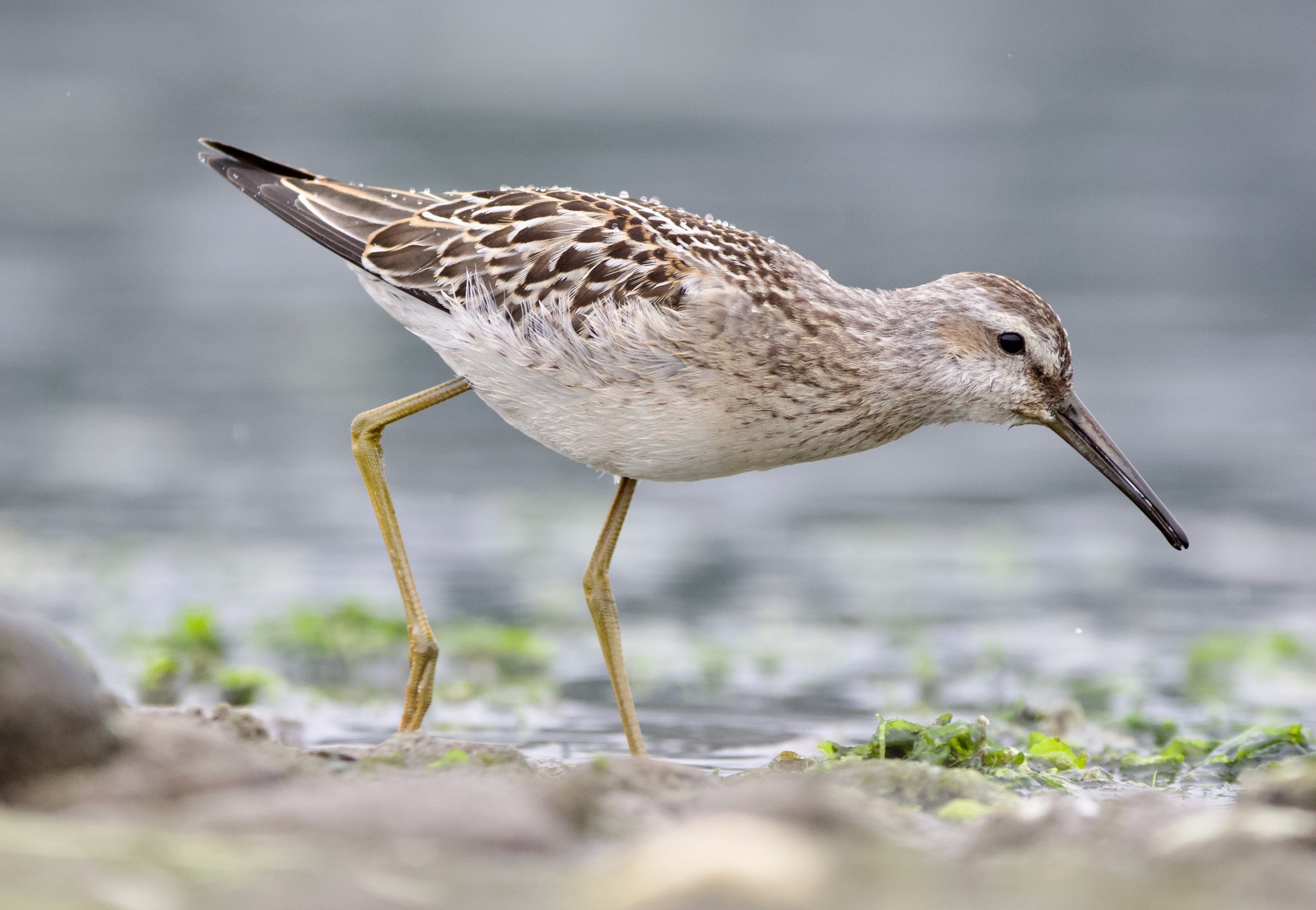Stilt Sandpiper