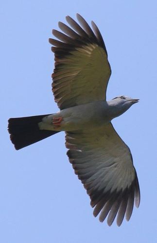 Cuckoo-roller