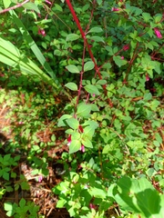 Fuchsia encliandra, photograph (c) Carlos Domínguez-Rodríguez, some rights reserved (CC BY)