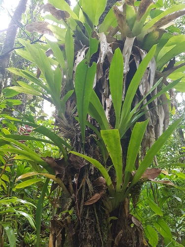 Huntleya meleagris