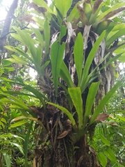 Huntleya meleagris