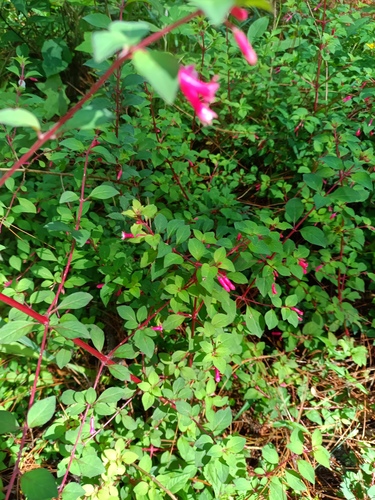 Fuchsia encliandra, photograph 5