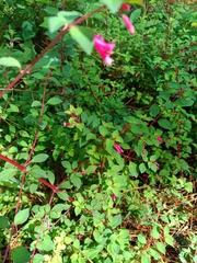 Fuchsia encliandra, photograph (c) Carlos Domínguez-Rodríguez, some rights reserved (CC BY)