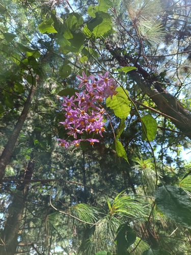 Solanum dulcamaroides, photograph 6