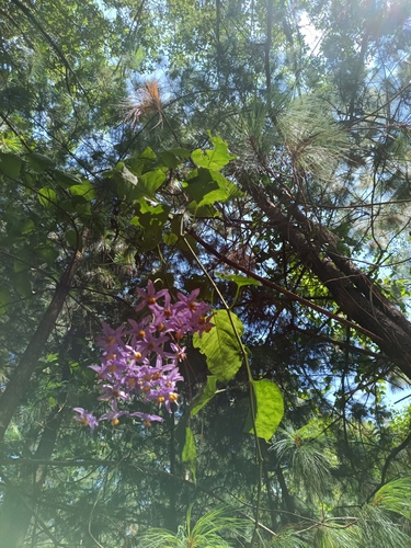 Solanum dulcamaroides, photograph 4