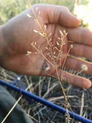 Lepidium ramosissimum