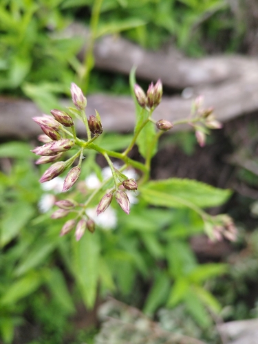 Aristeguietia salvia, photograph 1