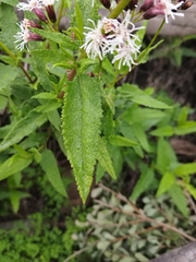 Aristeguietia salvia, photograph Nutri Gabi Barrera, CC0, iNaturalist via GBIF