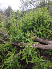 Aristeguietia salvia, photograph Nutri Gabi Barrera, CC0, iNaturalist via GBIF