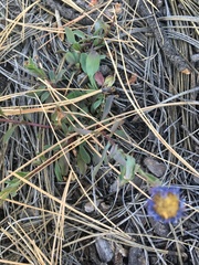 Erigeron formosissimus