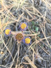 Erigeron formosissimus